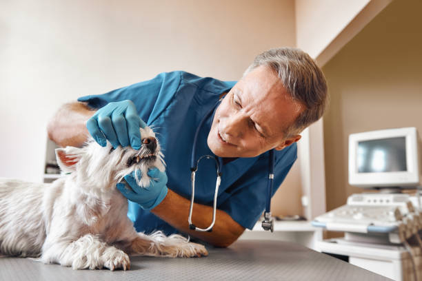 Best Emergency Denture Repair in Buffalo, WY